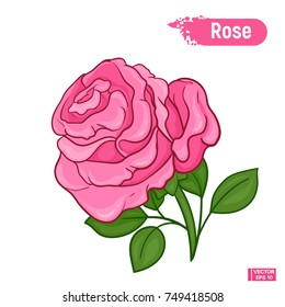 Blossoming pink rose flower