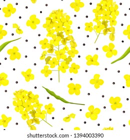 Blossoming Rapeseed, flowers, seeds, leaf seamless pattern isolated. Canola or colza. Brassica napus. Yellow blooming rape.