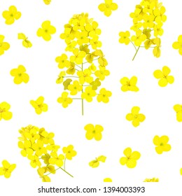 Blossoming Rapeseed seamless pattern isolated. Canola or colza. Brassica napus. Blooming rape yellow flowers. Spring