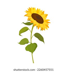 A blossoming sunflower isolated on a white background