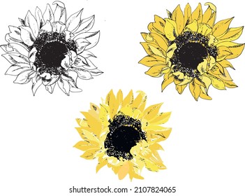 Girasol floreciente,
inflorescencias escarpadas, ilustración vectorial en 3 variantes - dibujo de contorno, arte de línea y relleno, flor amarillo de verano, impresión realista. Dibujado a mano para patrones de verano, 