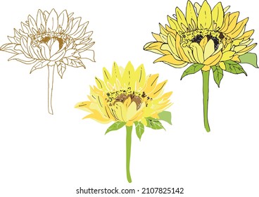 Girasol floreciente, ilustración vectorial en 3 variantes - dibujo de contorno, arte de línea y relleno, flor amarillo de verano, impresión realista. Dibujado a mano, para patrones de verano, diseño de comida.