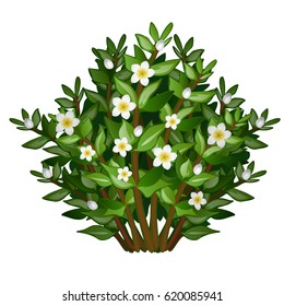 Blossoming Tea Bush Isolated On White Background. Camellia Sinensis Tea. Vector Cartoon Close-up Illustration.