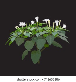 The blossoming thornapple (Datura L.), the color vector image on a black background