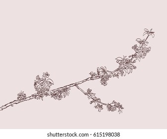 blossoming tree branch hand drawing. spring stylish background with flowers vector