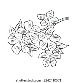 Blossoming tree branch sketch. Spring flowering of cherry, apple, almond, sakura. Twig with leaves and flowers realistic hand drawn. Ink engraving isolated vector illustration