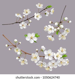 Blossoming tree branches. Spring flowers on gray background