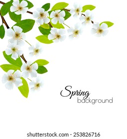 Floreciente brunch de árbol con flores de primavera. Ilustración vectorial.