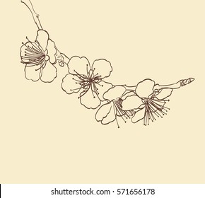 Blossoming Tree Flowers Line Art Hand Drawing. Spring Stylish Background With Sakura Flower Outline. Vector