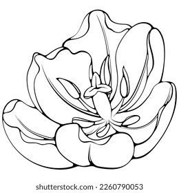 Blossoming tulip flower. Vector illustration in hand drawn sketch doodle style. Line art close up floral elements isolated on white.