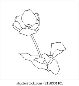 Blossoming tulip.Pattern.Vector.image on a white and color background.
