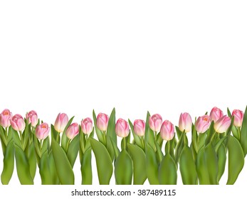 Blossoming tulips decorative border over white background with copy space. EPS 10 vector file included