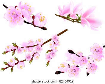 Blossoming twig of spring cherry and magnolia trees isolated on white (vector illustration)