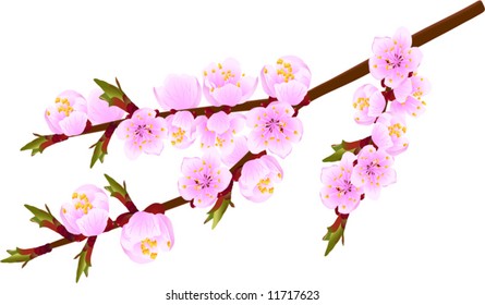 Blossoming twig of spring fruit tree isolated on white (vector illustration)
