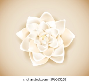 Blossoming white flower isolated in background. Spring Rose, camellia flower.