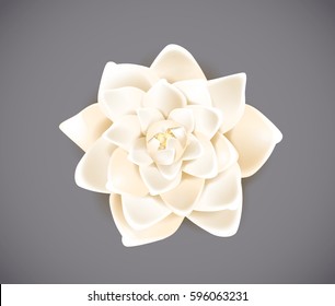 Blossoming white flower isolated in background. Spring Rose, camellia flower.
