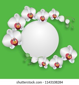 Blossoming white orchids and round frame for text. White orchid flowers and buds