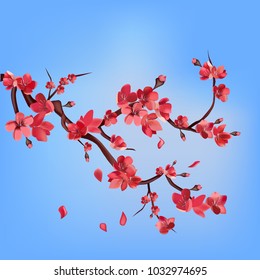 Сherry blossoms branch