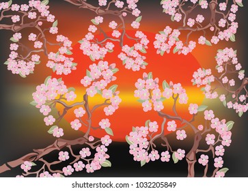 Blossoms of cherry branches against the red sun