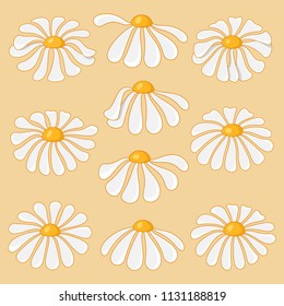 Blossoms Daisies. Vector illustration.