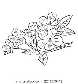 Blossoms fruit tree sketch. Branch with flowers hand engraved. Spring flowering cherry, apple, almond, sakura. Branch with leaves and flowers realistic doodle isolated vector illustration