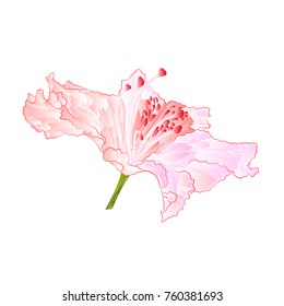 Blossoms light pink rhododendron mountain shrub vintage  vector illustration editable hand draw