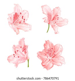 Blossoms light pink rhododendrons  set two  on a white background vintage  vector illustration editable hand draw