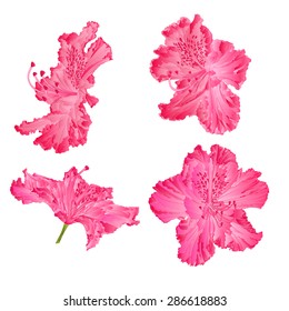 Blossoms pink rhododendron Mountain shrub vector illustration