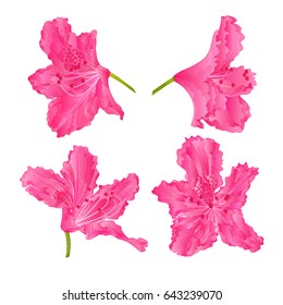 Blossoms pink rhododendrons red set two  mountain shrub vintage hand draw vector illustration
