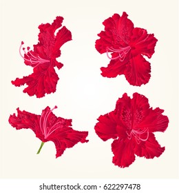Blossoms red rhododendrons red set three mountain shrub vintage vector illustration
