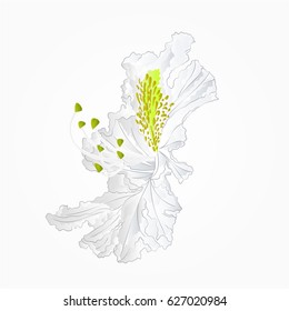 Blossoms white rhododendron fifth Mountain shrub vector illustration