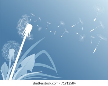 Blow Dandelion on blue background, Illustration