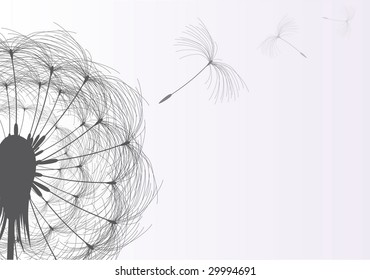 Blow Dandelion On Gray Background