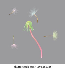 Blow Dandelion on grey background. Isolated wild plant and flying seeds.
