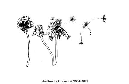 Blow Dandelion on white background. Isolated wild plant and flying seeds.