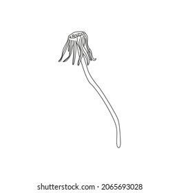 Vístete Dandelion con fondo blanco. Plantas silvestres aisladas y semillas voladoras.