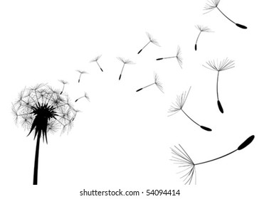 Blow Dandelion on white background