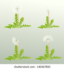 Blow Dandelion vector background set
