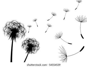 Blow Dandelions on white background