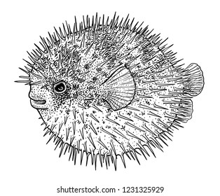 Blowfish, puffer fish or porcupine fish illustration, drawing, engraving, ink, line art, vector