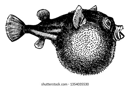 Blowfish is a symmetric key block cipher vintage line drawing or engraving illustration.