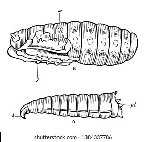 Blowfly Development ist eine Primärart, die üblicherweise zur Anzeige eines postmortem Intervalls, einer Vintage-Linie-Zeichnung oder Gravitation-Illustration verwendet wird.