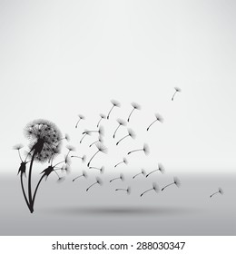 blowing dandelion
