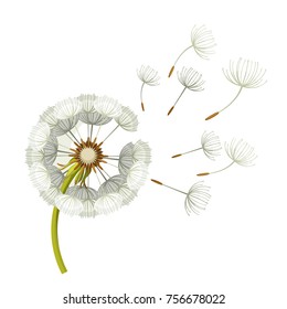 Blowing dandelion flower with fragile flying parts on green stem vector illustration isolated on white background. Soft blowball icon realistic design