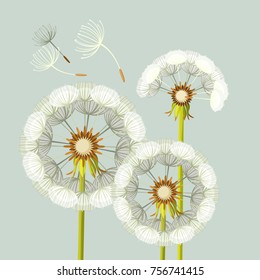 Blowing dandelion flower with fragile flying parts on green stem