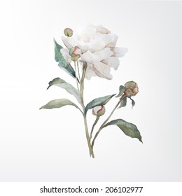 Blown Bud. White Rose. Watercolor.
