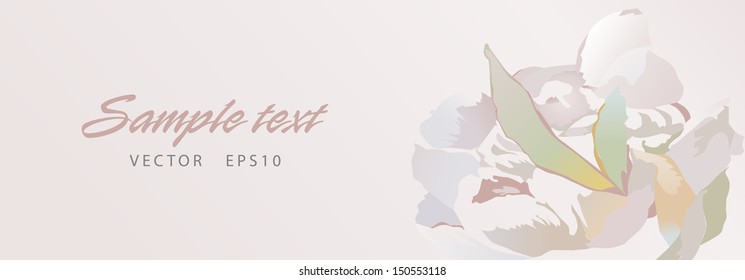 blown peony, background