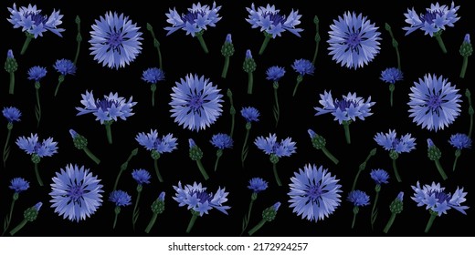 Patrón de ilustración de flores botánicas Blu. Flores botánicas. Cornflores botánicas. Patrón floral con flores silvestres y hierbas en un fondo negro. Fondo negro con flores azules.