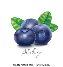 Bluberry Berries and Leaves. Blueberry Realistic Elements for Labels of Cosmetic Skin Care Product Design. Vector Isolated Illustration