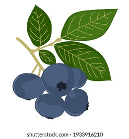 Bluberry with White Background, Vector isolated